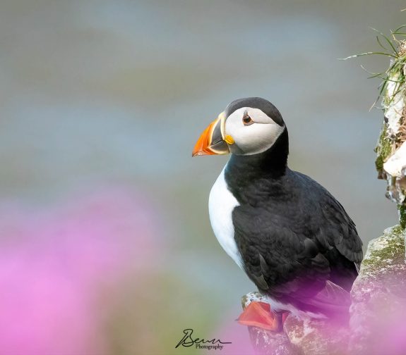 Puffin and Pink Flowers